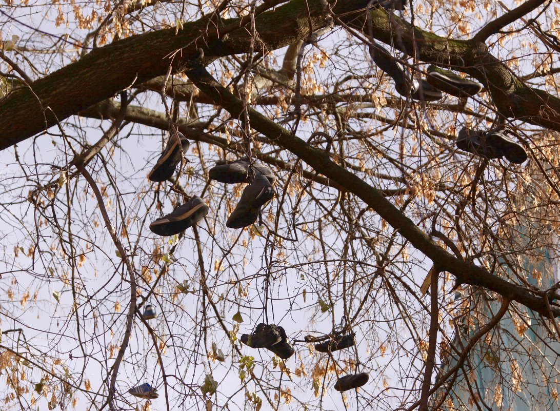 Башмаки на дереве в Потаповском переулке - Елена Гаврилова lega