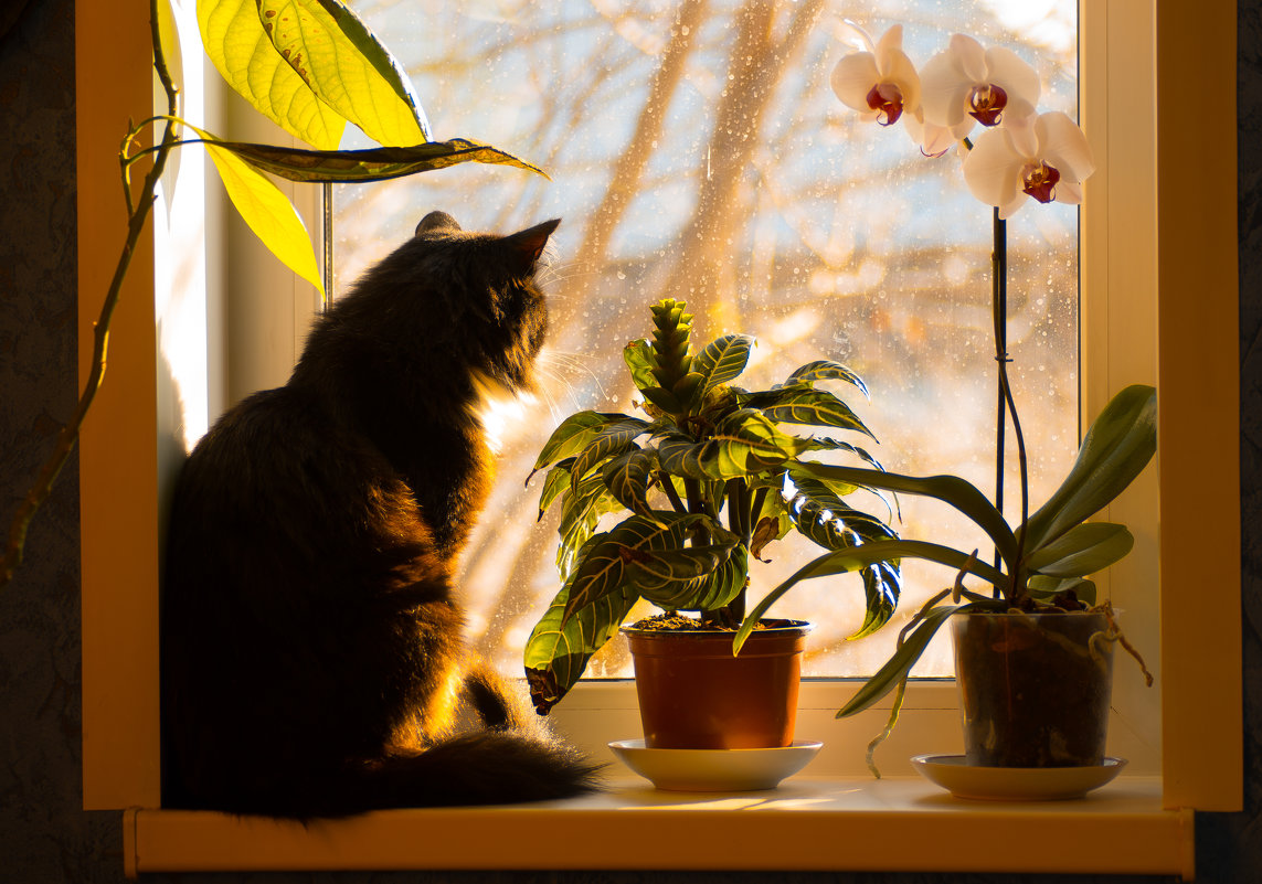 Кот на окне - Владимир 
