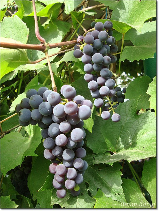 Поспел виноград - Лидия (naum.lidiya)