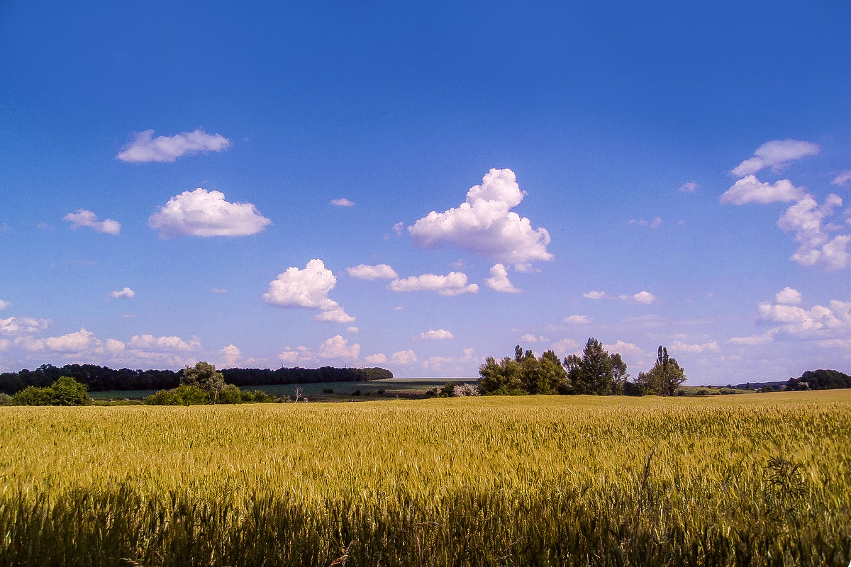 пшеничное поле - георгий   петькун 