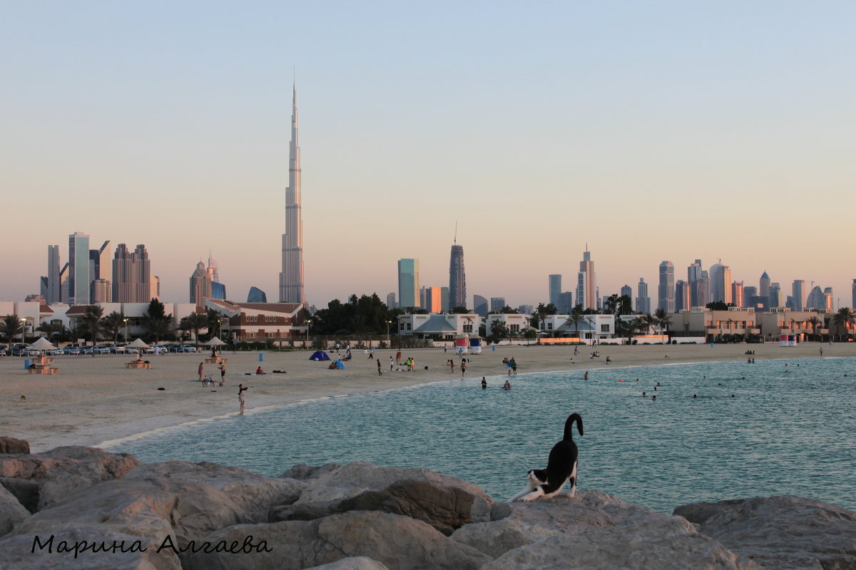 Кот на пляже Дубая - Марина Алгаева