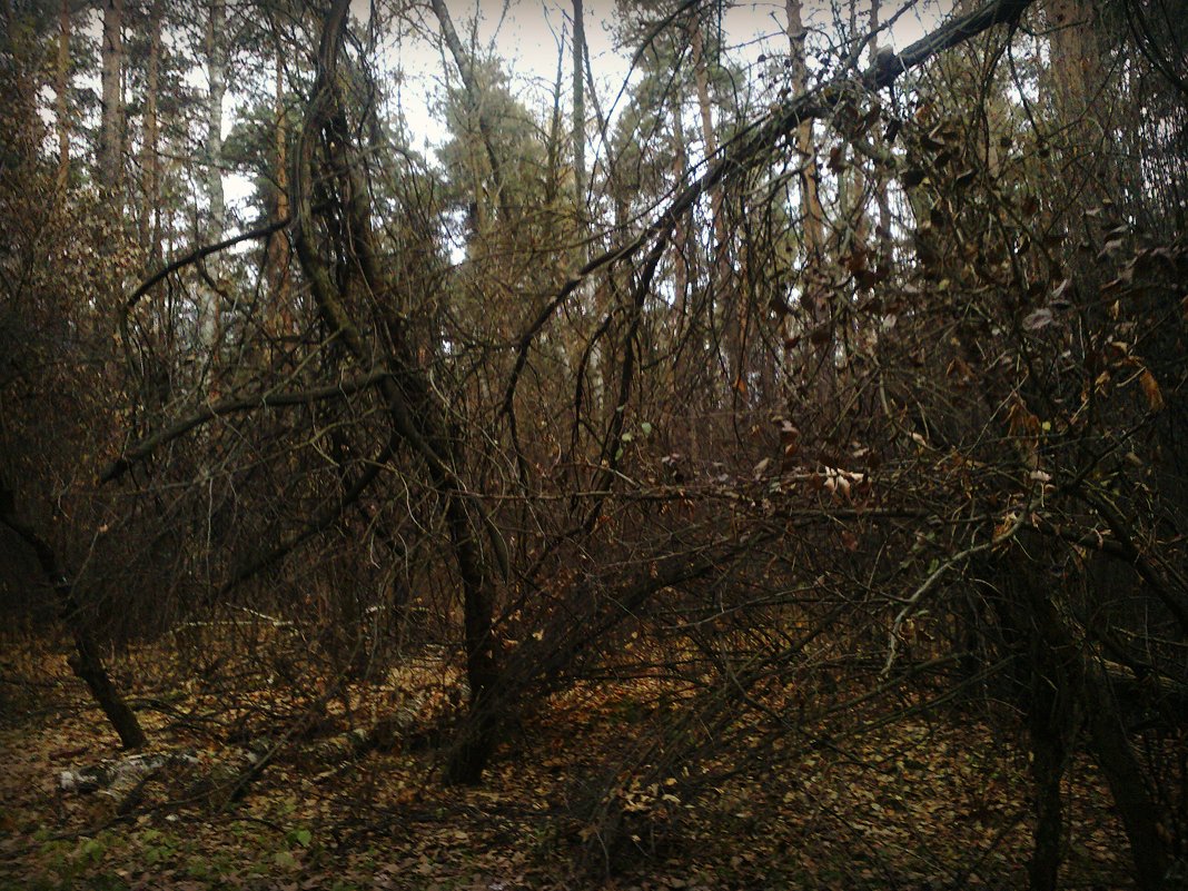 Осень лесные скульптуры творит... - Ольга Кривых