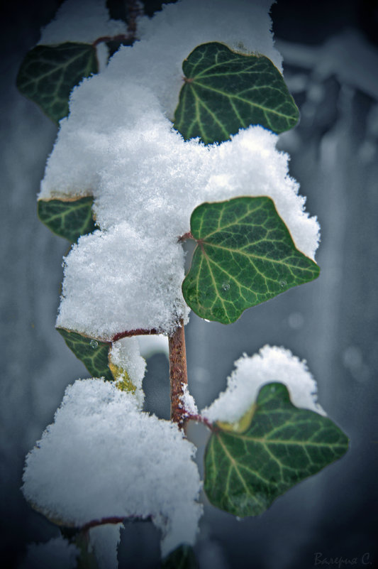 редкий краснодарский снег - Валерия Скиба