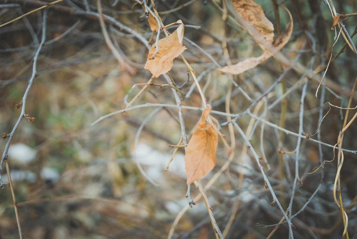 Листья опали - Света Кондрашова