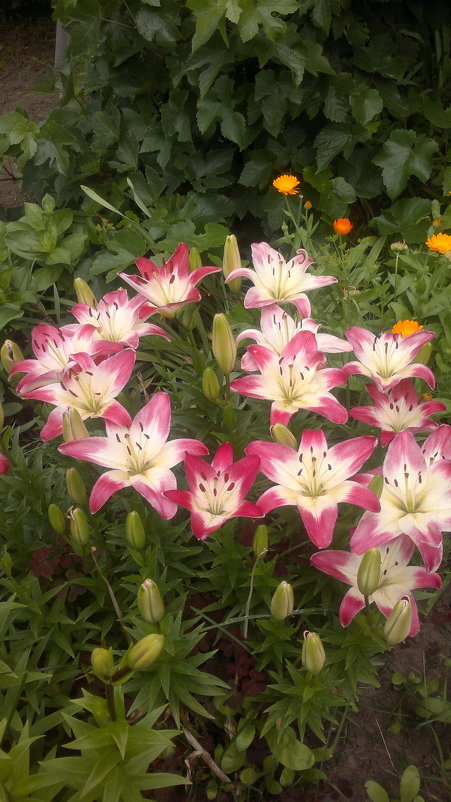 Лилии в саду - Альпинина 