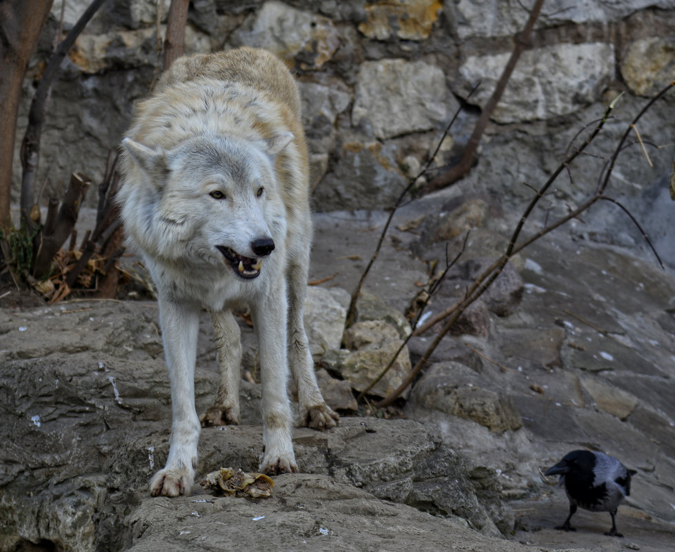 ворона и волк - Владислав Кравцов