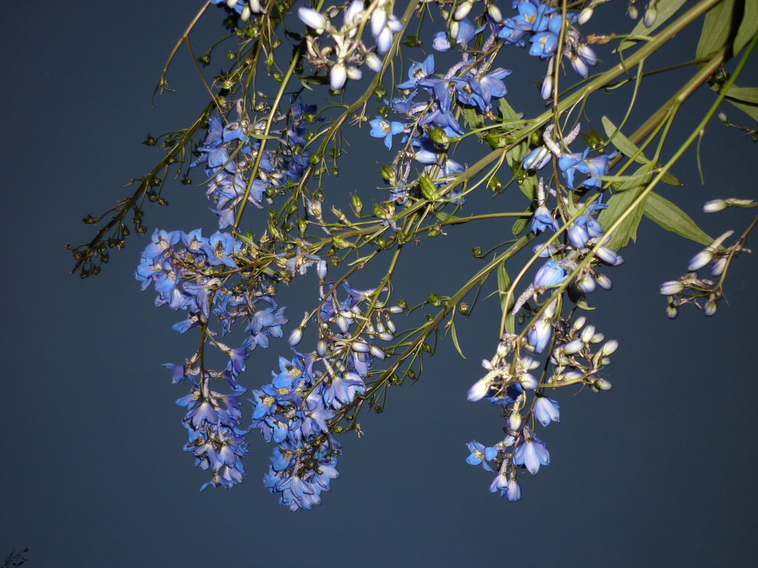 синие цветы на небе - Марике Марике