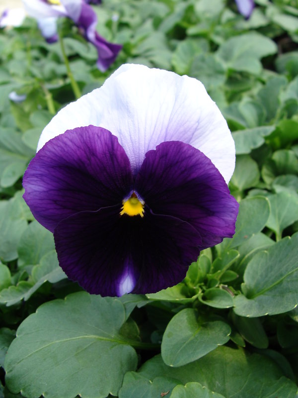 Viola x wittrockiana "Delta Beaconsfield " - laana laadas