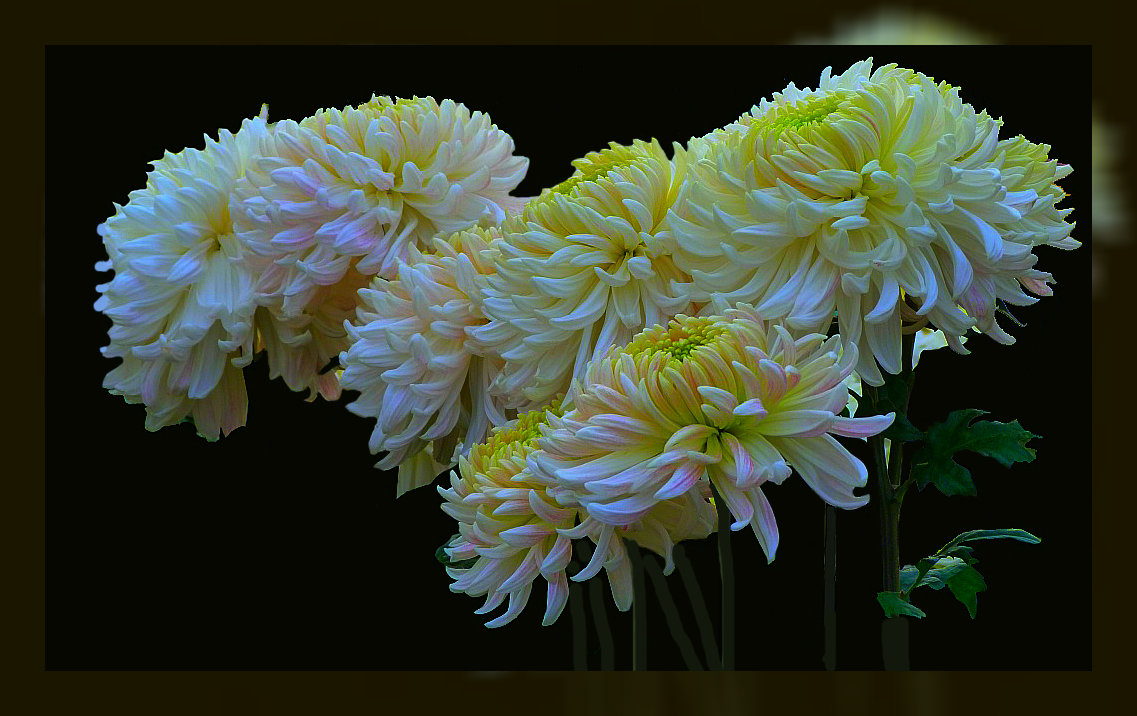 Хризантемы по фото Валентины Ялта 3 - Владимир Хатмулин