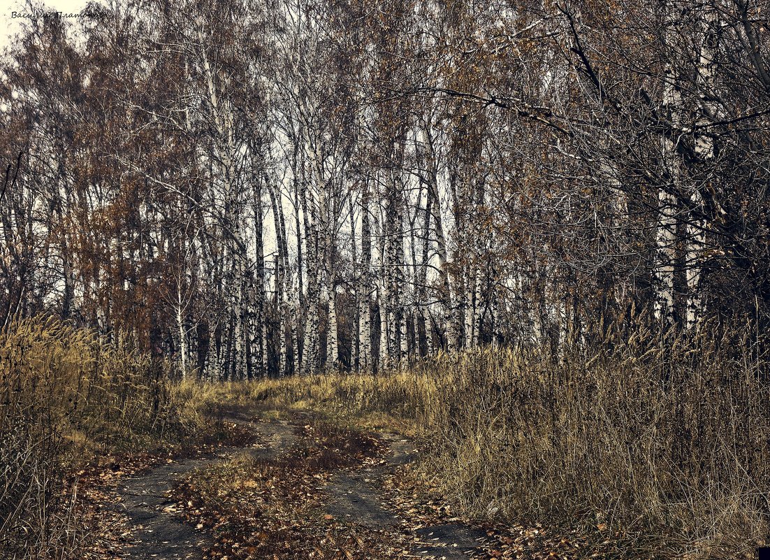 берёзки и дорожки. - Василий Платонов