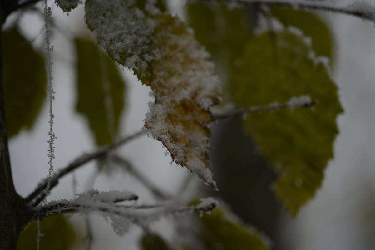 Первый снег на еще не опавшие листья - Медведев Сергей 