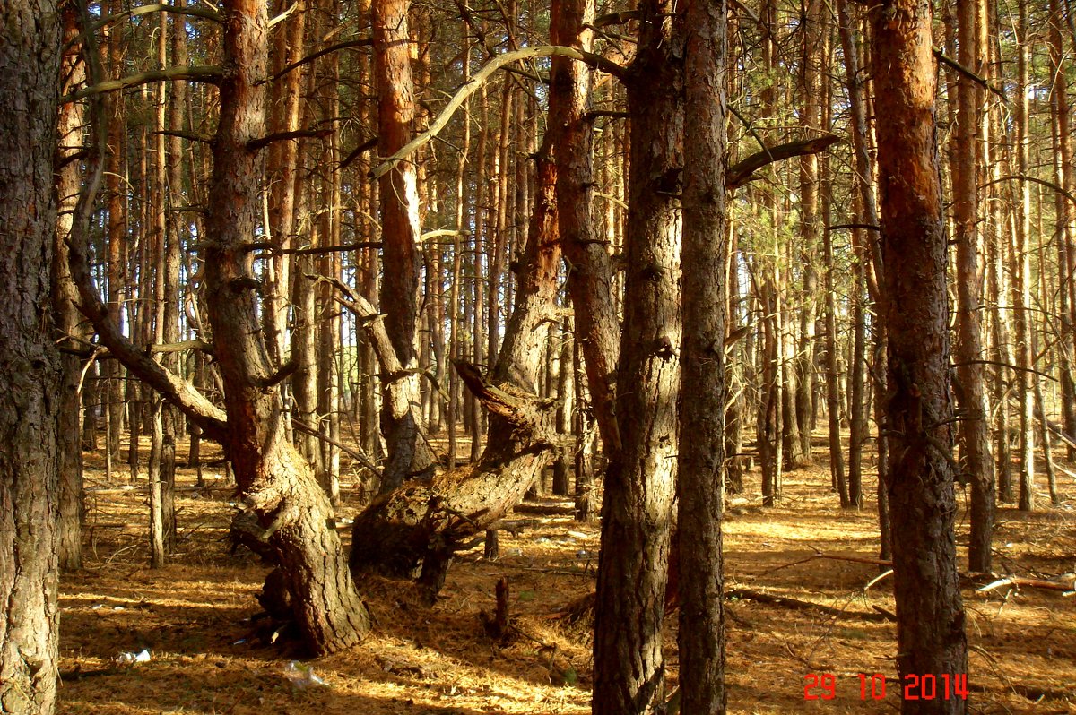 Лесные страшилки - Сергей 