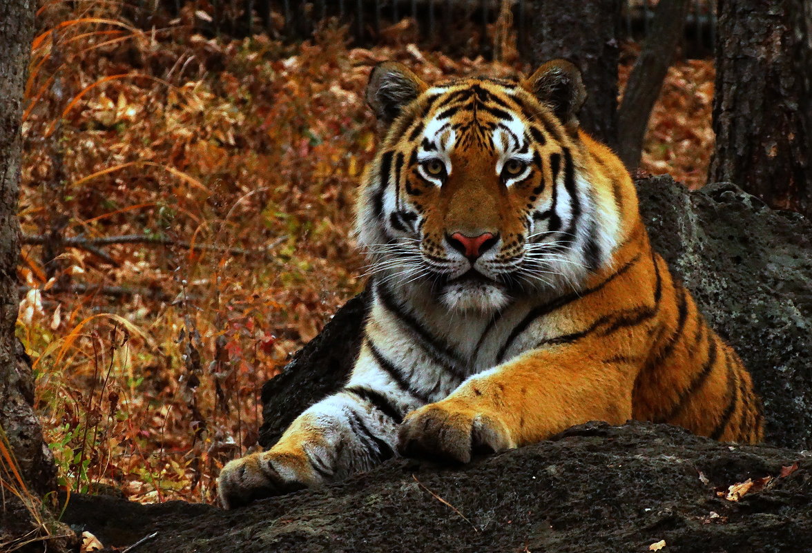 Амурский тигр Зов тигра