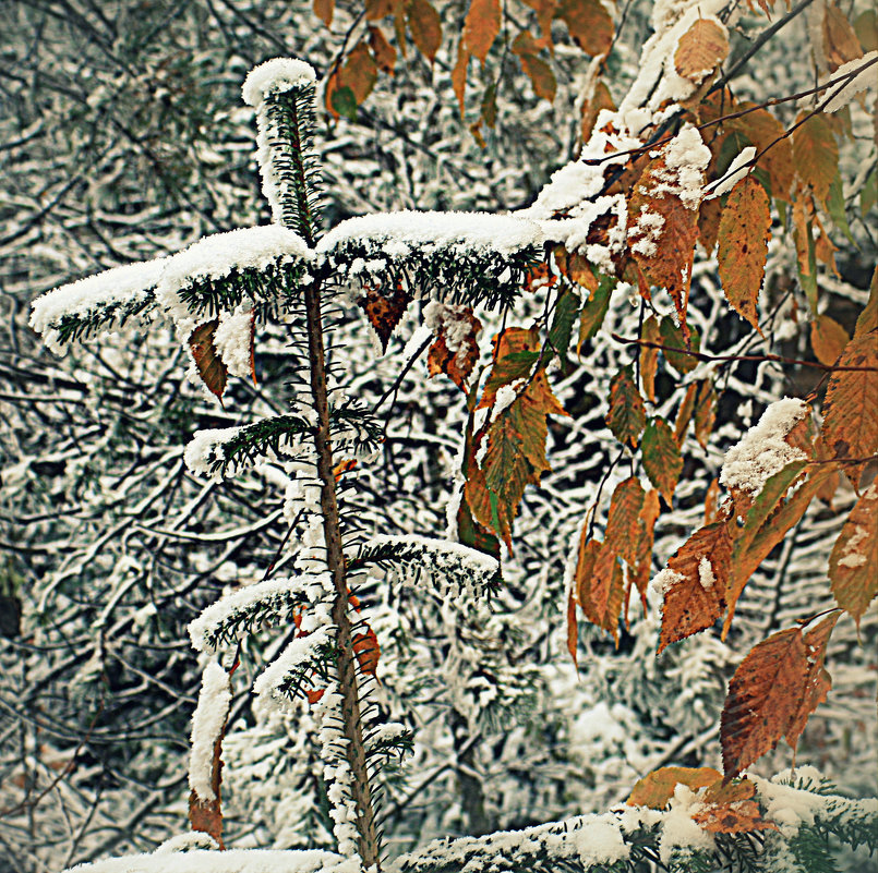 Первый снег - vladimir 
