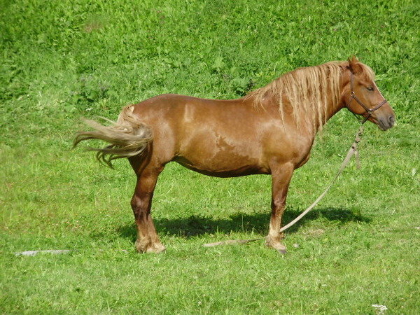 Лошадка - Светлана из Провинции