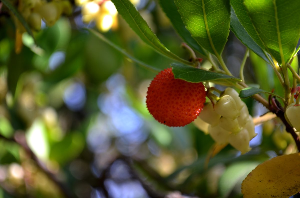 Плоды и соцветия земляничного дерева - Marina Timoveewa