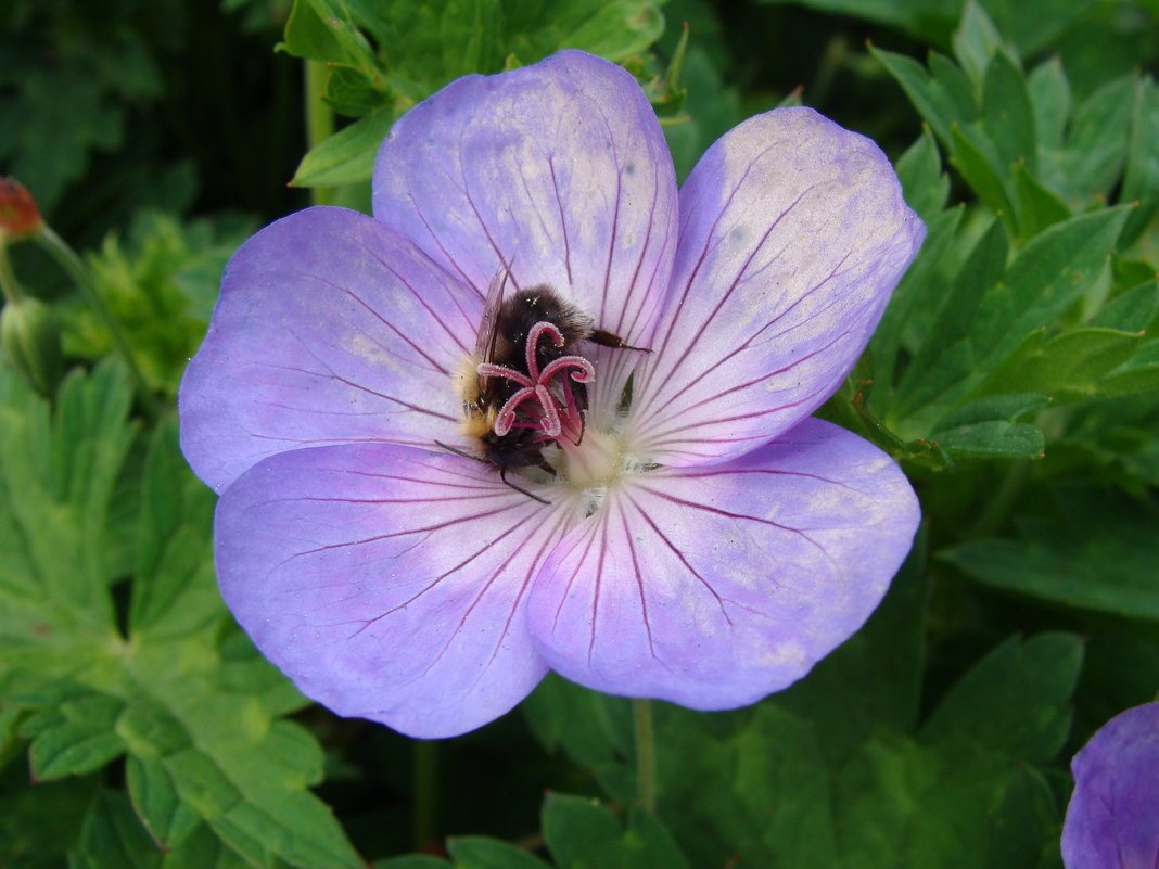 Geranium - laana laadas