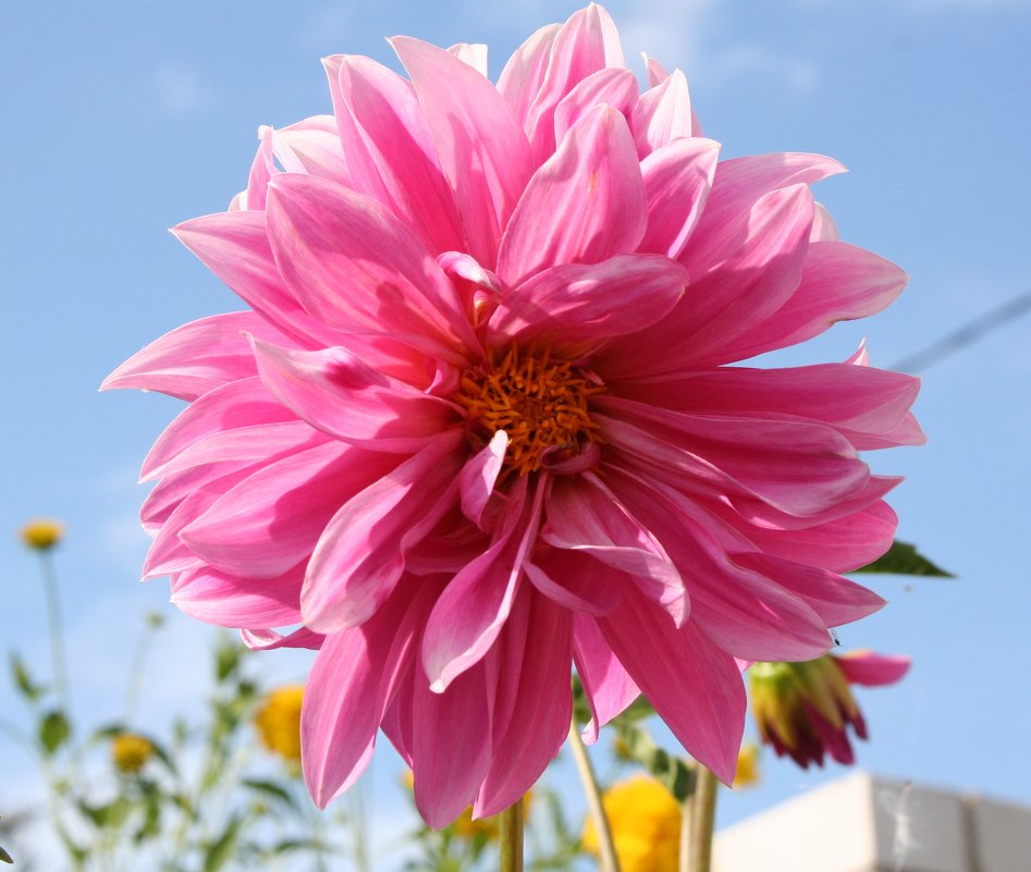 Красивый цветок - Damir Si