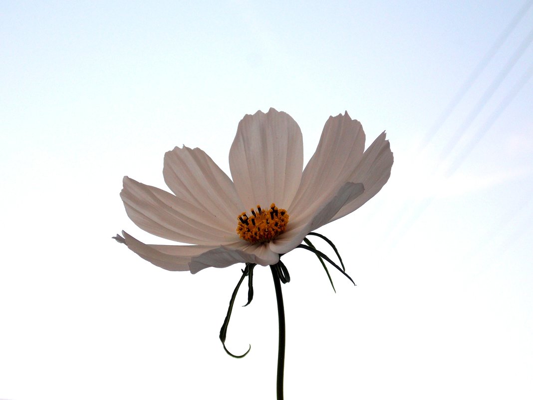 Летящий цветочек. - Фотогруппа Весна