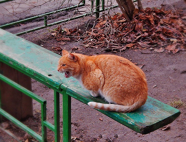 Дикое животное кошка - Валентина Пирогова