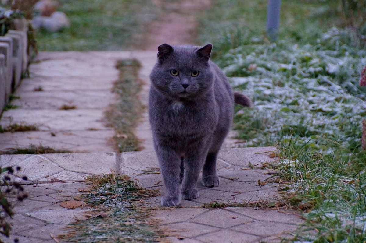 котяра... - Ольга Cоломатина