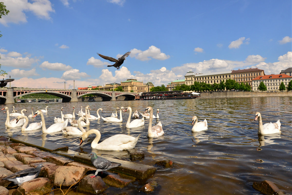 Praha,Vltava - Nina sofronova