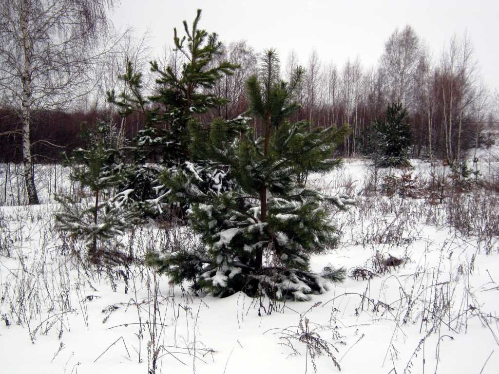 Зима в лесу_0004 - kuvist 