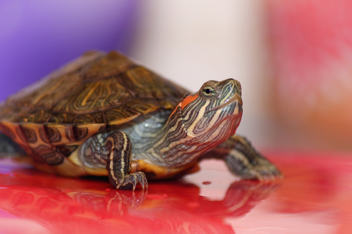 Красноухая черепаха - андрей мазиков