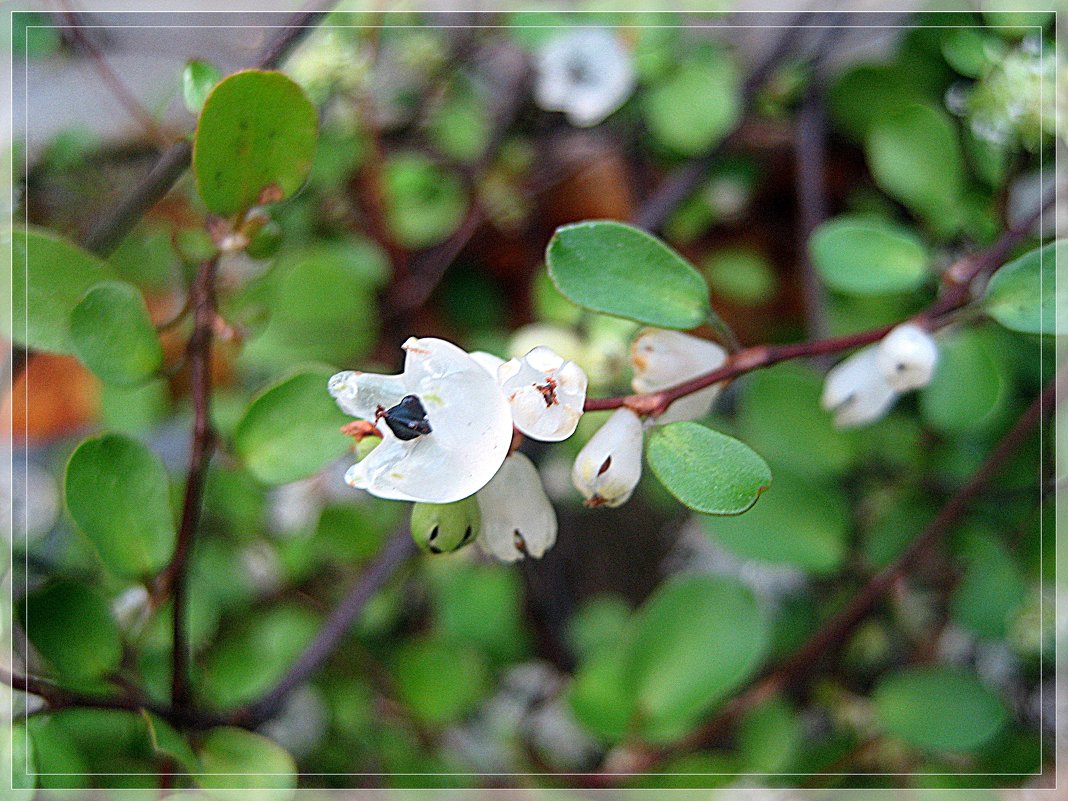 Muehlenbeckia - laana laadas