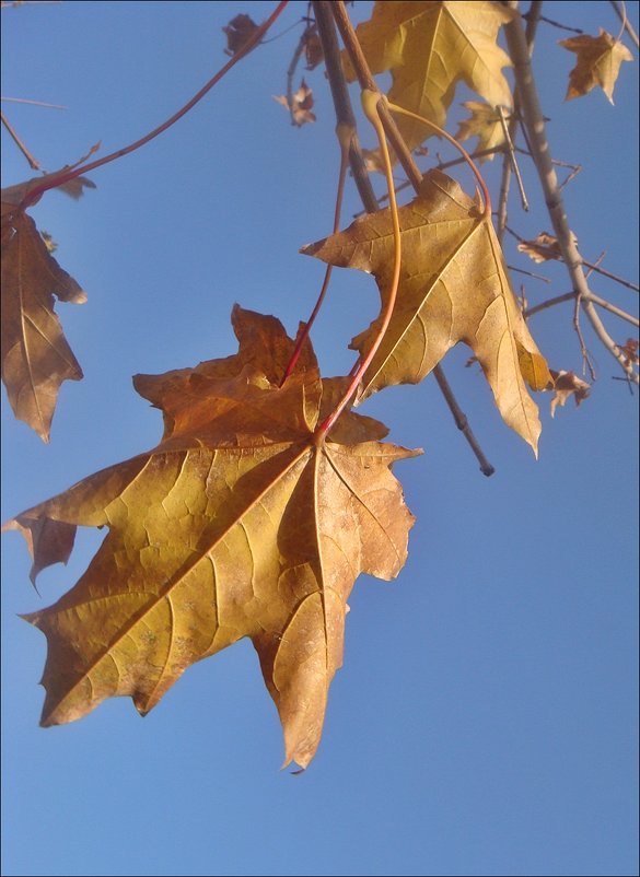 На фоне неба золотились кленовые листья... - Нина Корешкова