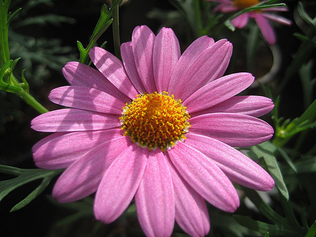 Argyranthemum - laana laadas