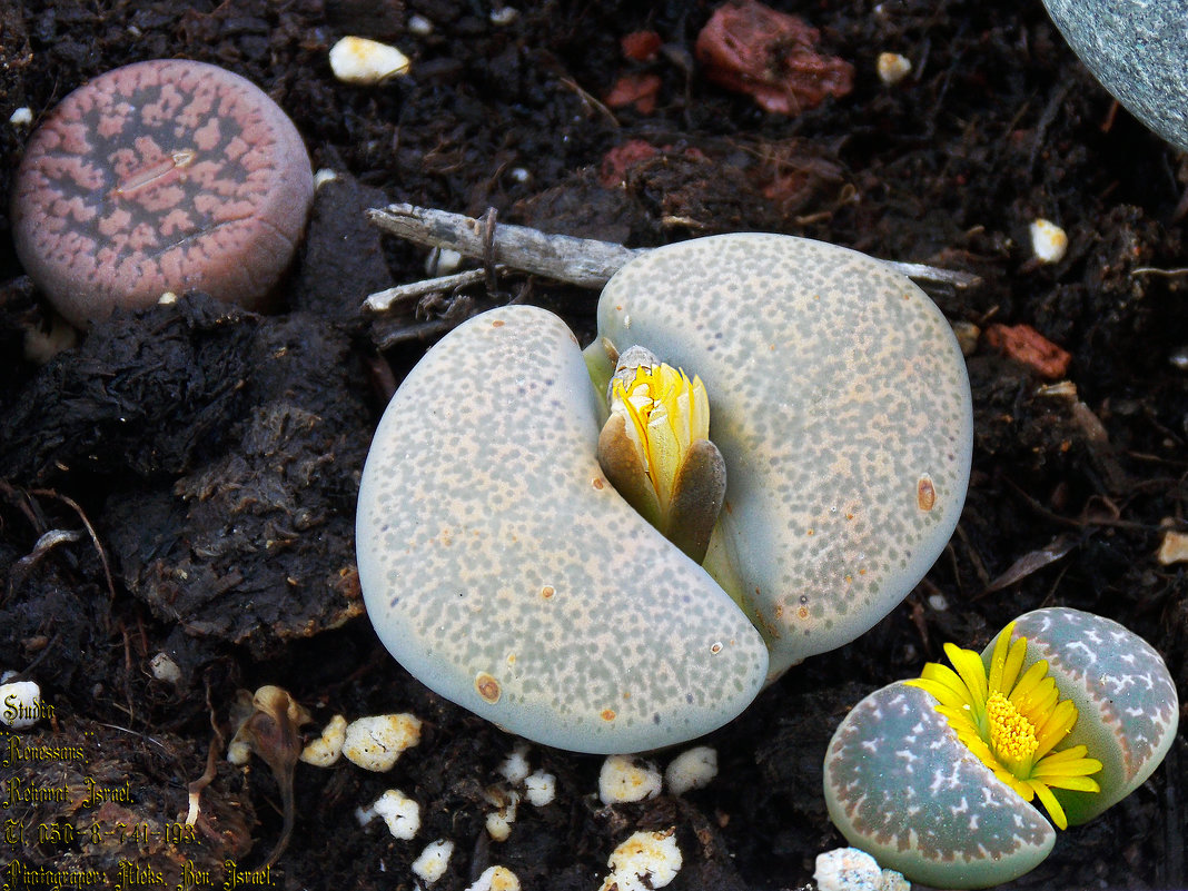 Литопы (Lithops) - Aleks Ben Israel