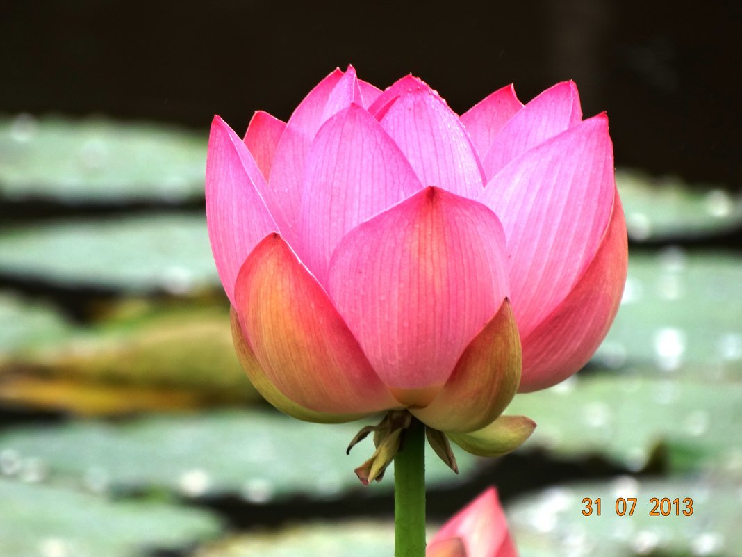 цветок лотоса - Юлия Панюта