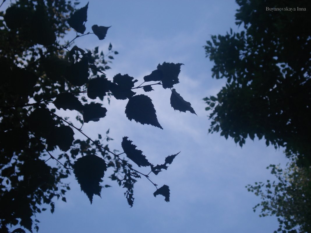 Листва на фоне неба - Инна Буян