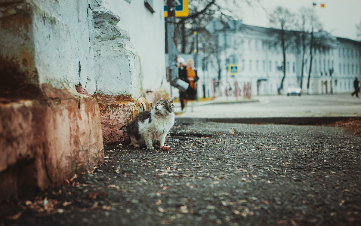 Cats in the city - Artem K.
