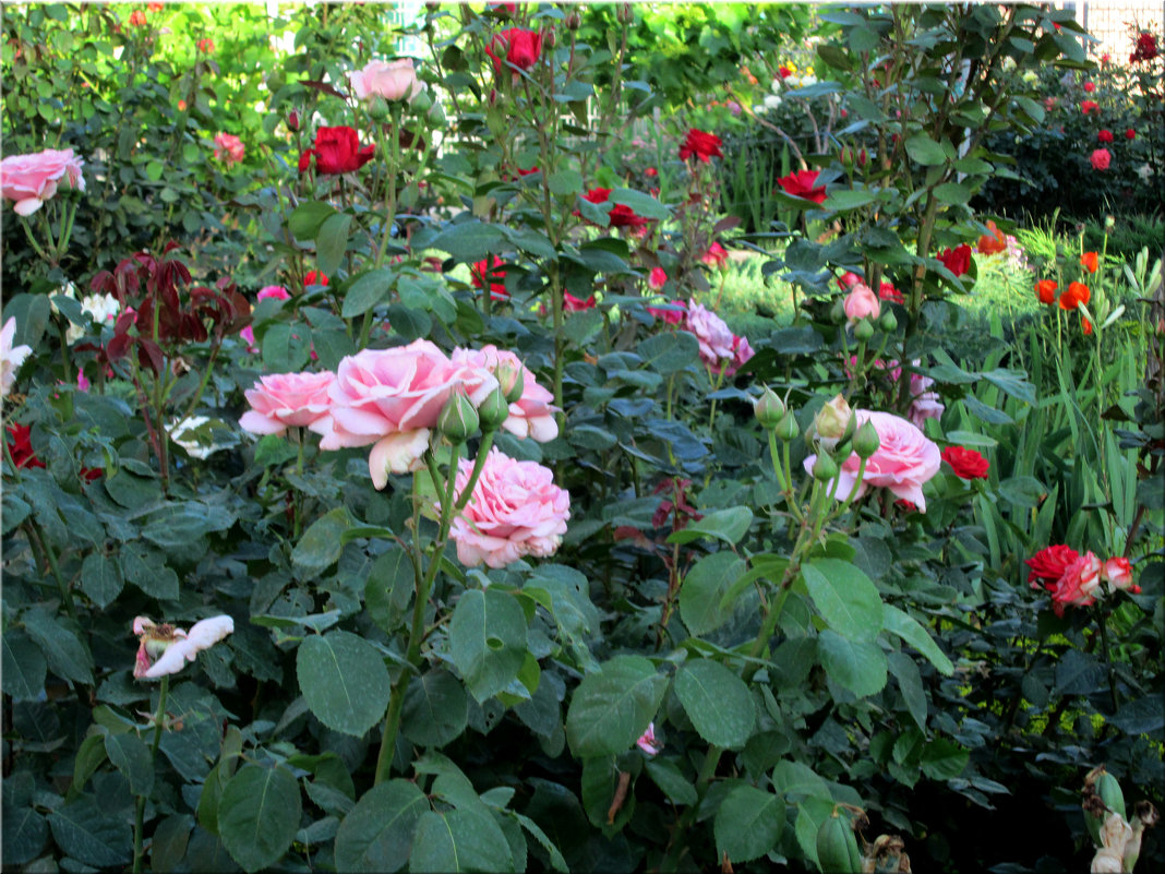Розы в  моём саду.... - Тамара (st.tamara)