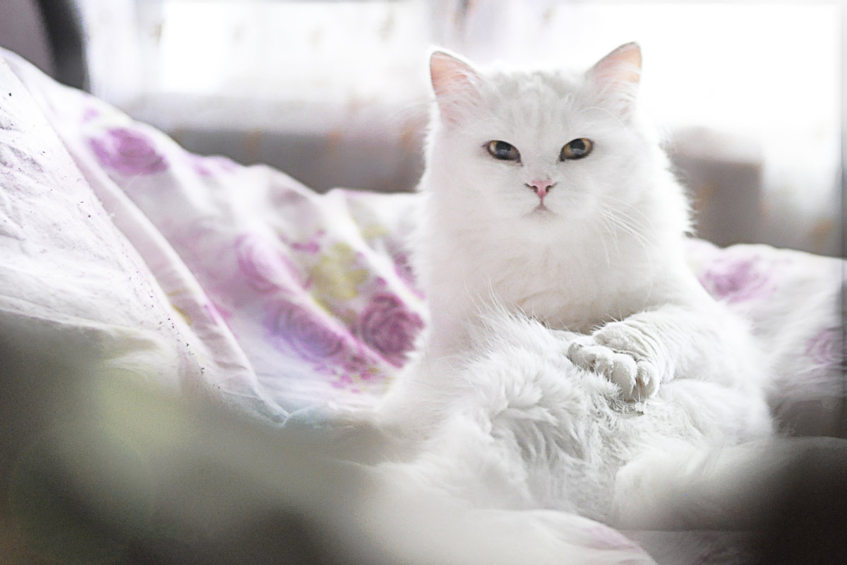Белый кот - Дмитрий Бачтуб