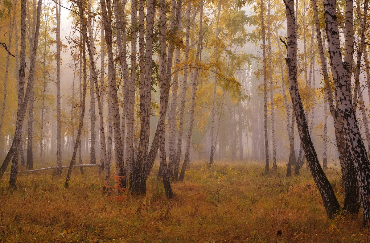 Осенний березовый лес. Туман - Людмила Якимова