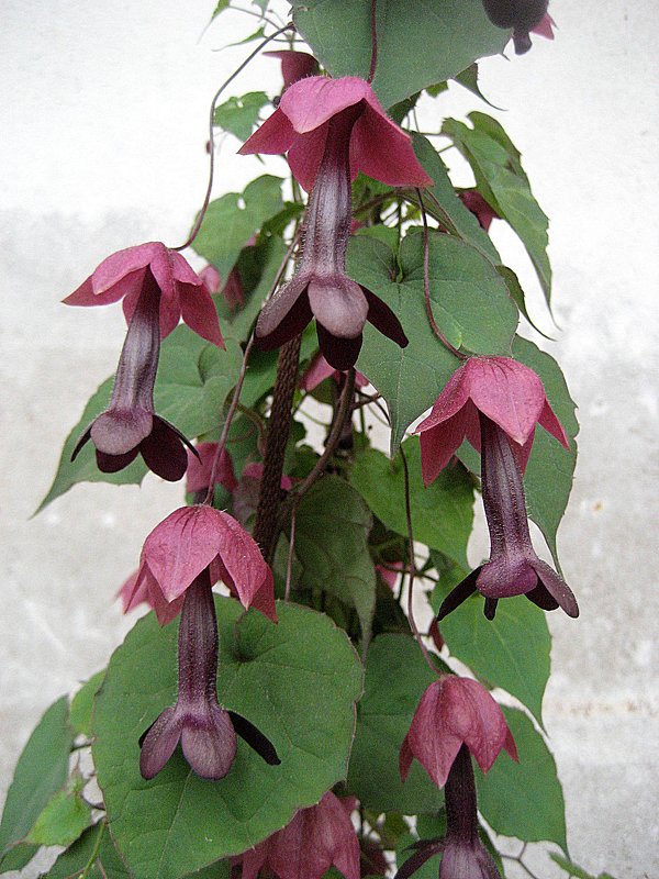 Rhodochiton atrosanguineum / Родохитон Пурпурный дождь / домашняя лиана - laana laadas