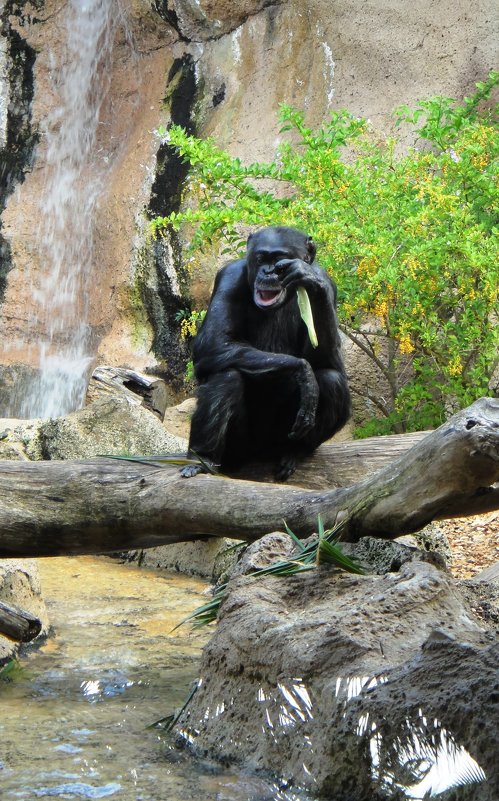 Кроме горилл, в парке живут и шимпанзе - Елена Павлова (Смолова)