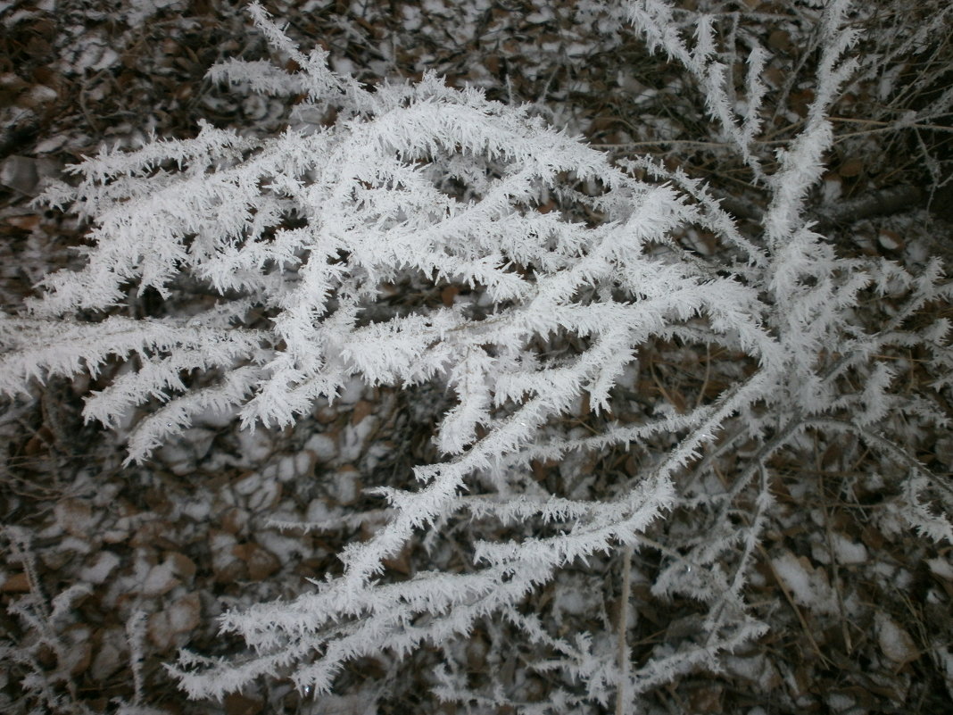 Заморозки - Алёна Савина