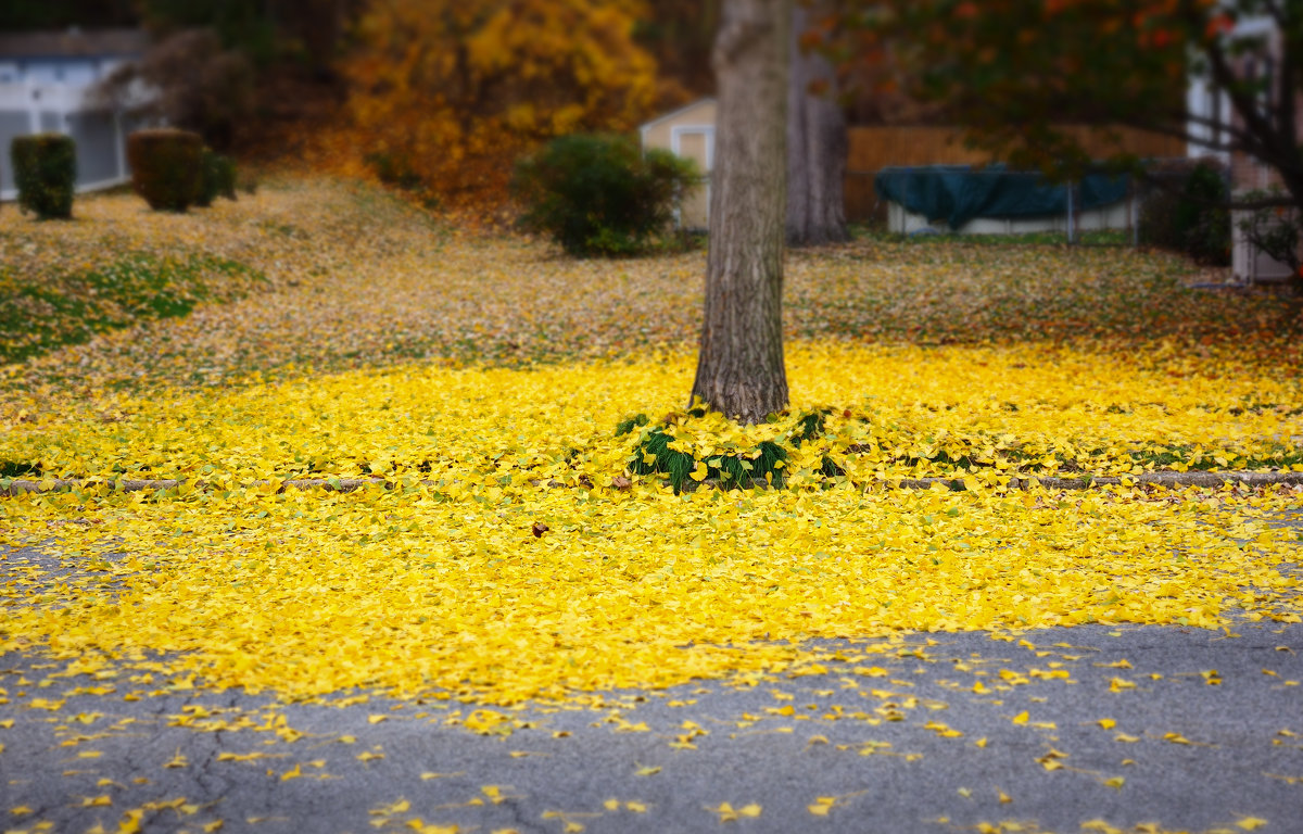 Last colors of the fall - Vadim Raskin