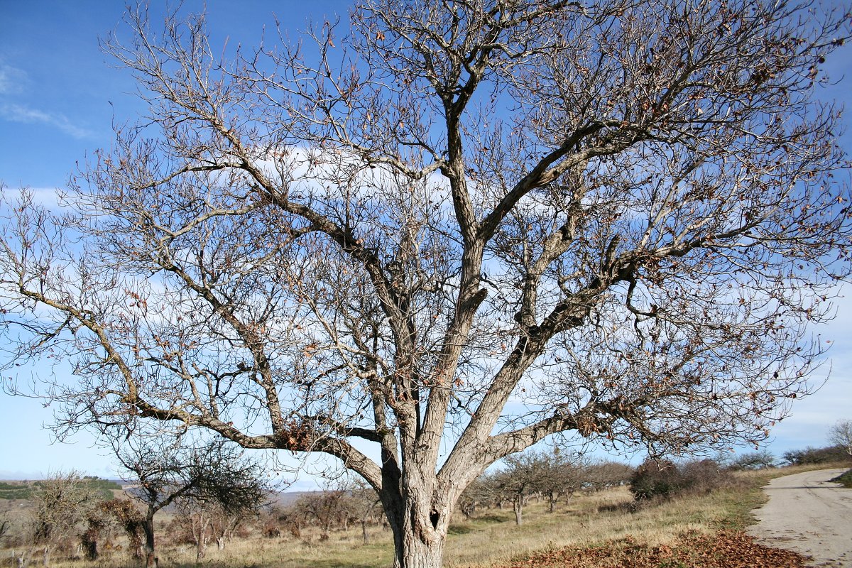 дерево которому 100 лет - виктория коробчук