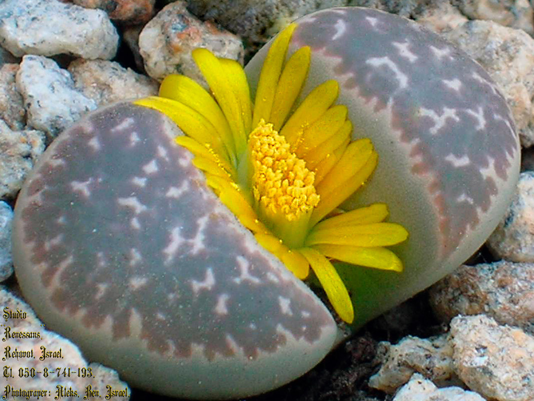 Литопы - "Lithops" - Aleks Ben Israel