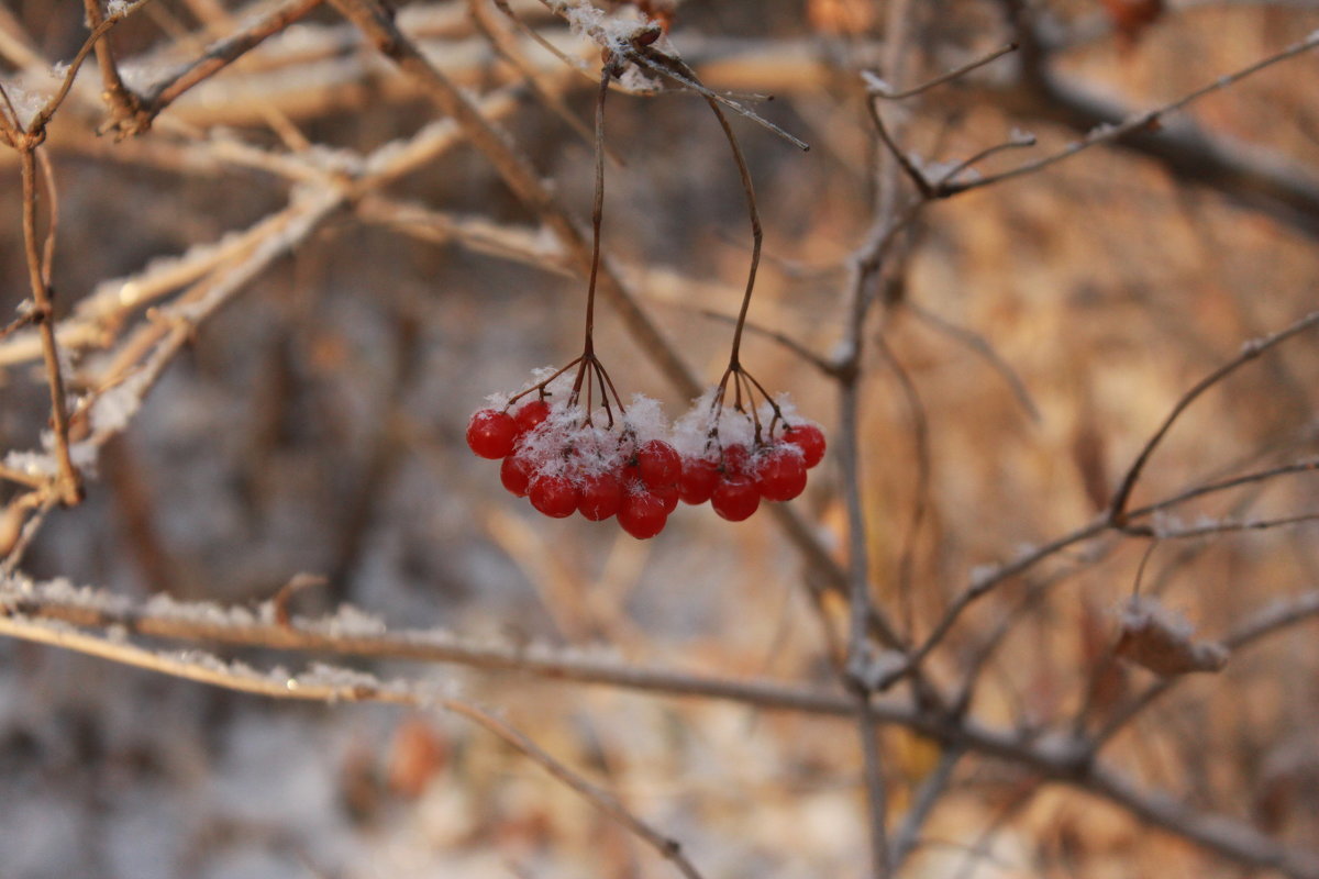 ягода под снегом - Юлия окладникова