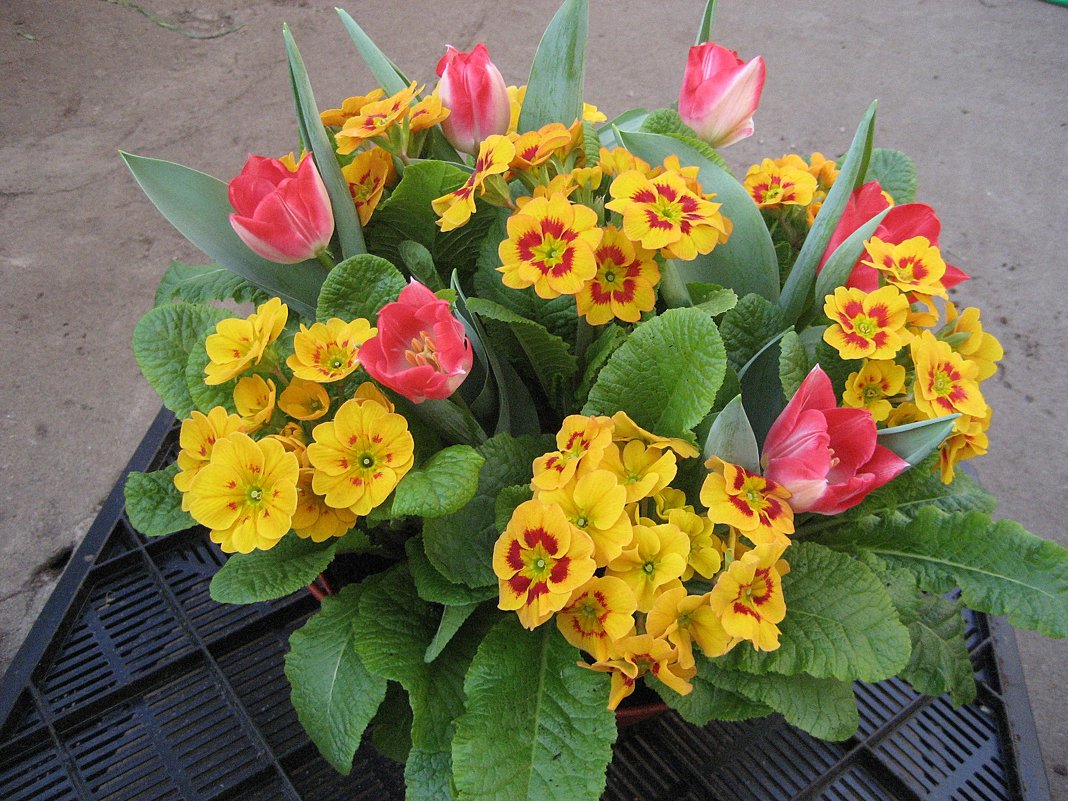 Примулы и тюльпаны в корзине - laana laadas
