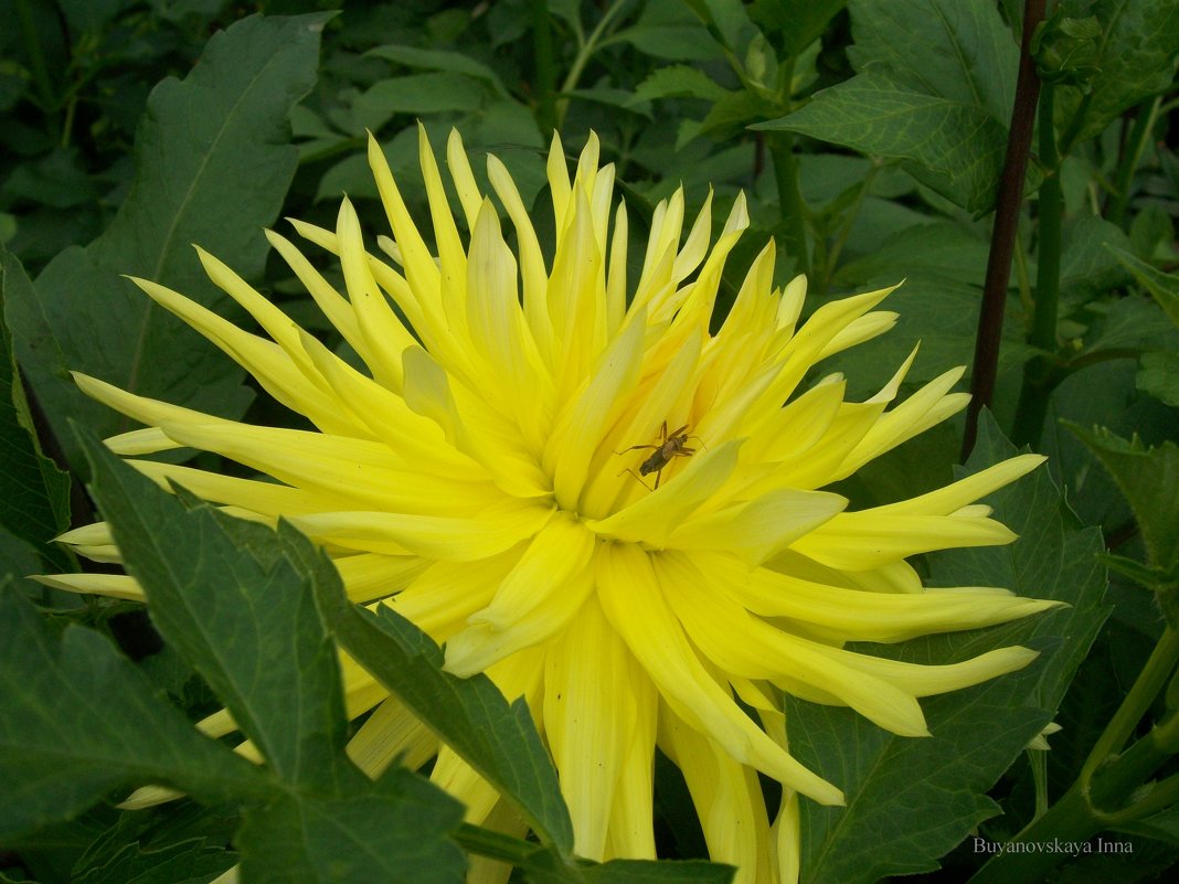 Мир цветов - Инна Буян