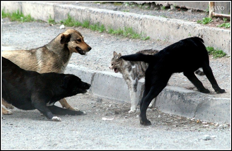 *** - AVETIS GHAZANCHYAN