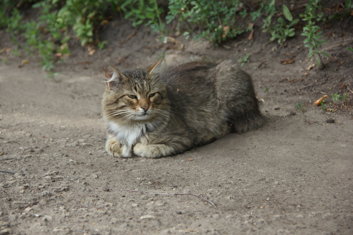 *** - Ксения Котова