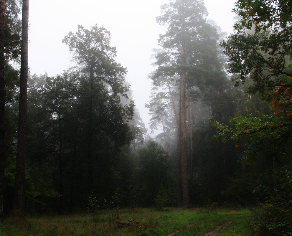 Утро в  сосновом  лесу... - Валерия  Полещикова 